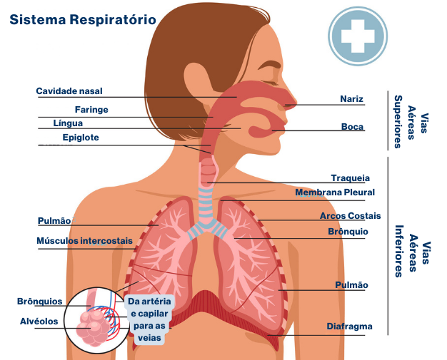 Imagem do corpo humano com a nomenclatura de cada região do sistema pulmonar