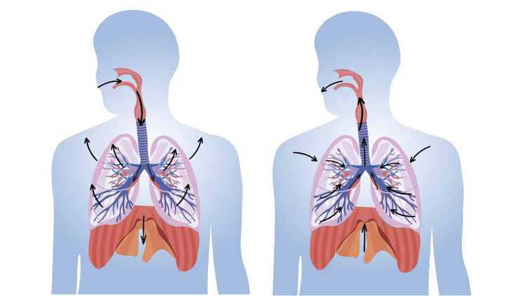 Imagem ilustrativa representando a mecânica respiratória da complacência e elastância