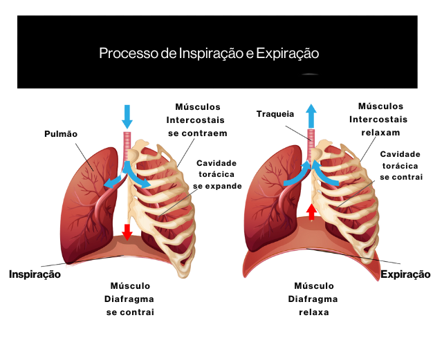 Imagem ilustrativa do sistema respiratório evidenciando o processo de inspiração e expiração