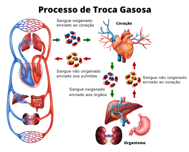 Infográfico que ilustra a troca gasosa ocorrida no sistema cardiopulmonar e sistêmico