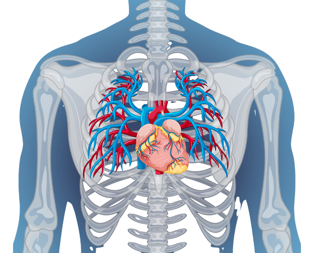 Imagem de anatomia do sistema cardiopulmonar