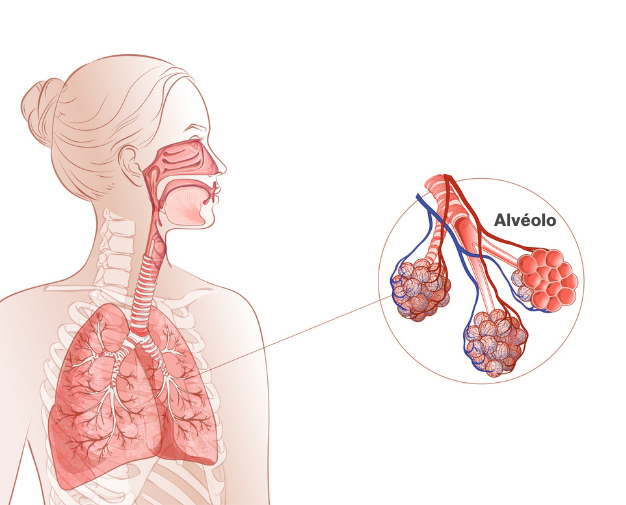 Imagem ilustrativa sobre o sistema pulmonar humano e os alvéolos