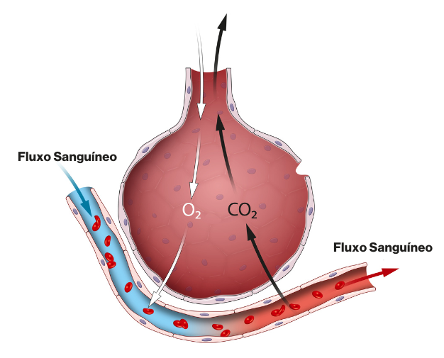 Imagem ilustrativa de um alvéolo representando as trocas gasosas pulmonares